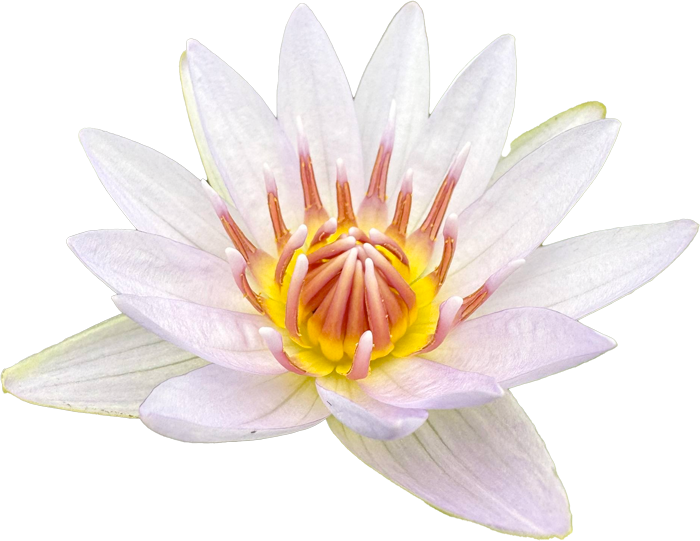 Waterplant bloem