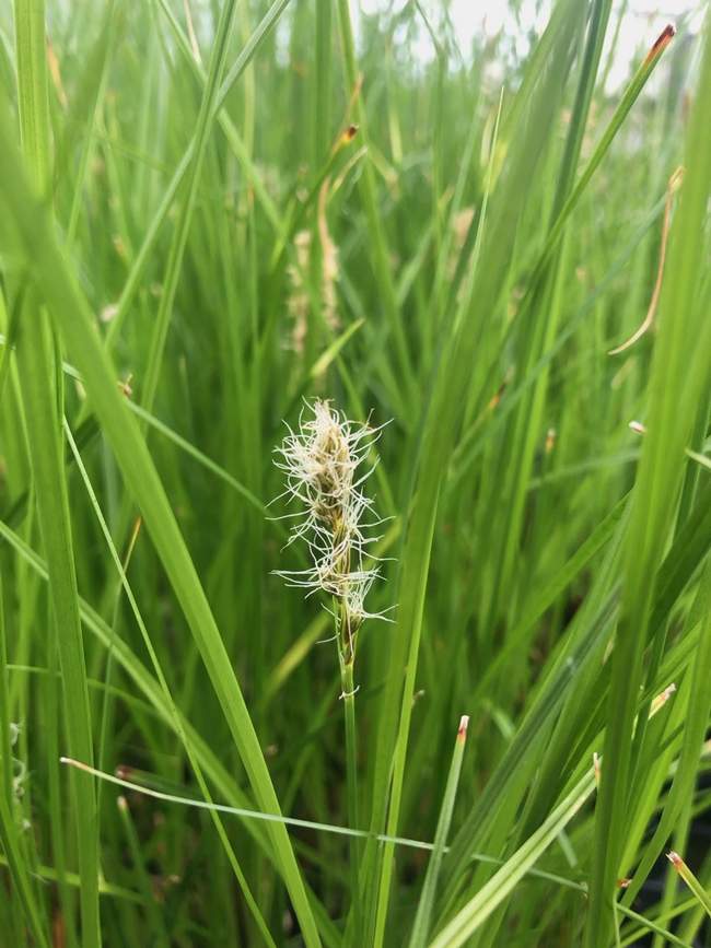 Pluimzegge  Van der Werf Waterplantenspecialist