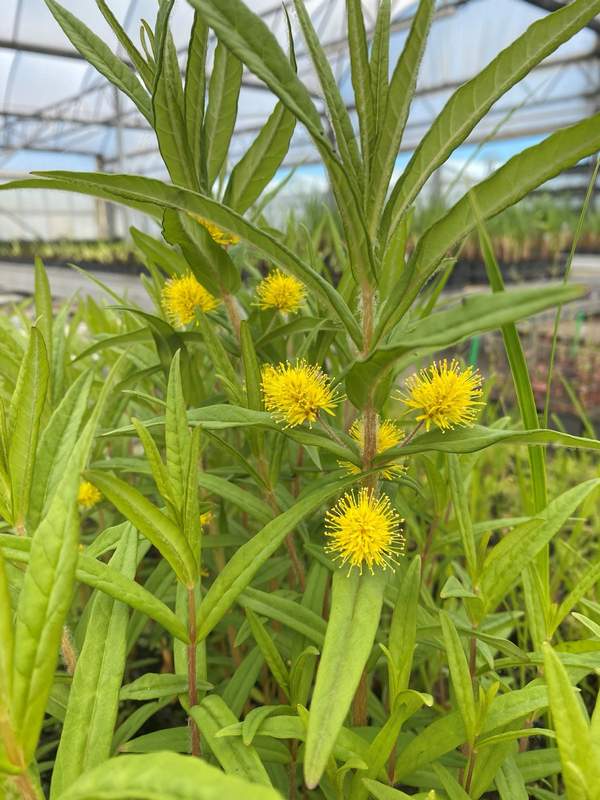 Moeraswederik, Lysimachia vulgaris -  Van der Werf Waterplantenspecialist