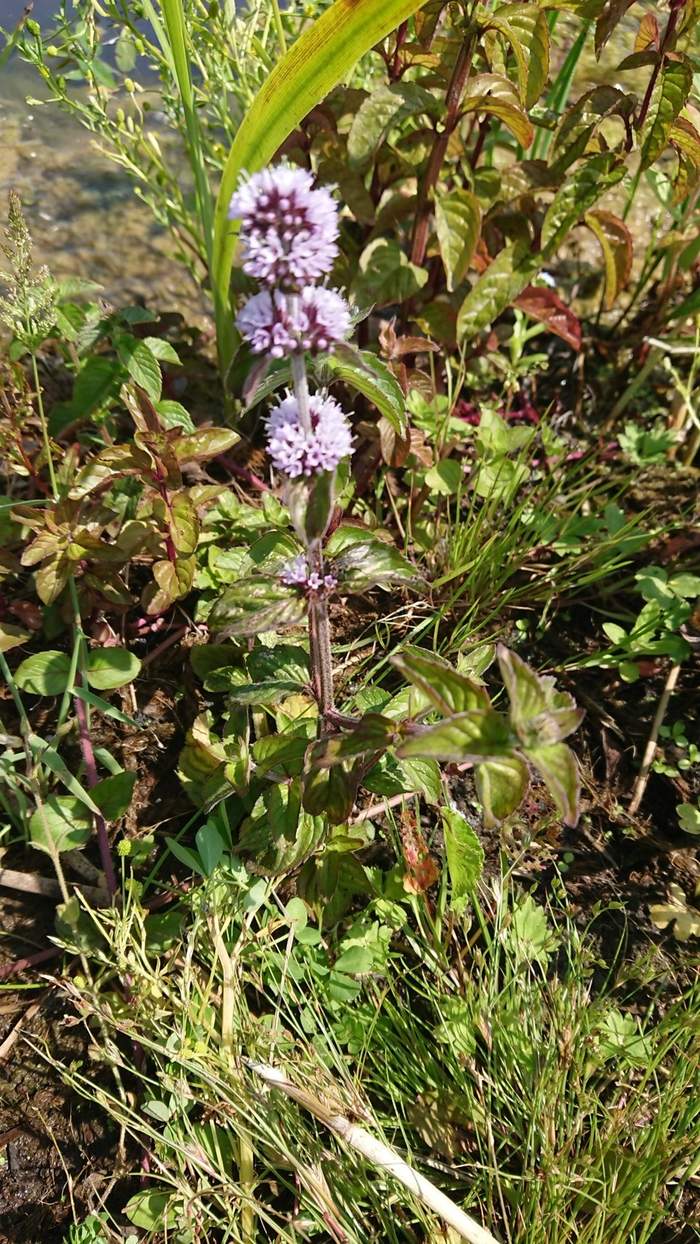   Van der Werf Waterplantenspecialist