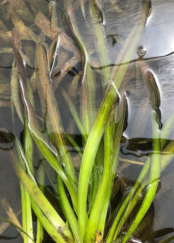 Reuze Vallisneria, Vallisneria americana 'Gigantea' -  Van der Werf Waterplantenspecialist