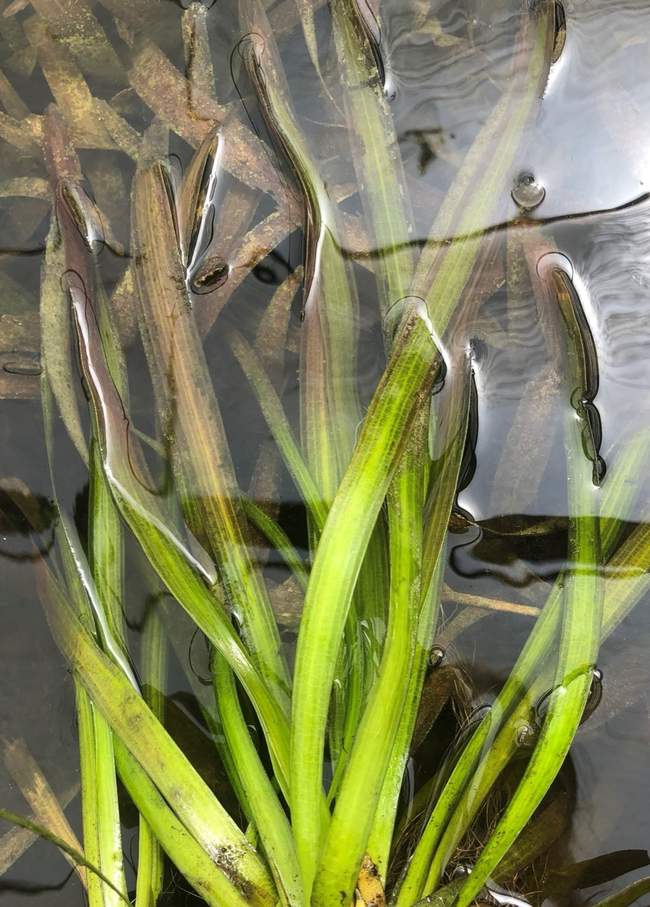 Reuze Vallisneria  Van der Werf Waterplantenspecialist