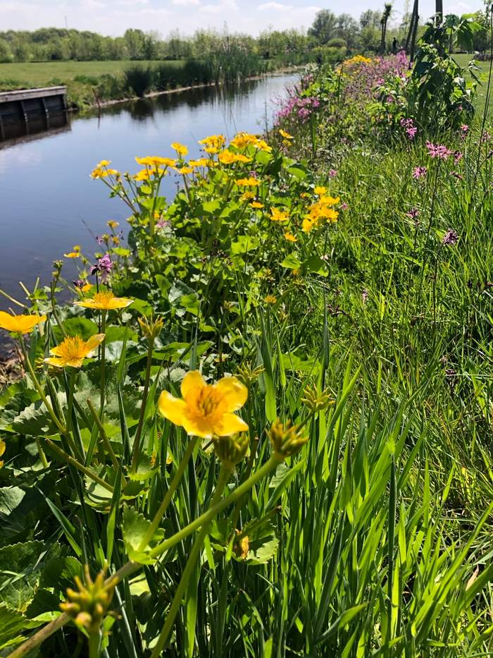   Van der Werf Waterplantenspecialist