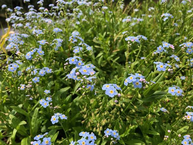 Moerasvergeet Mij Niet  Van der Werf Waterplantenspecialist