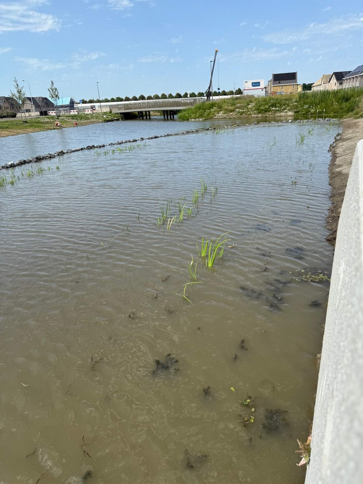 Aanleg van een natuurvriendelijke oever in nieuwbouwwijk Bergschenhoek  Van der Werf Waterplantenspecialist