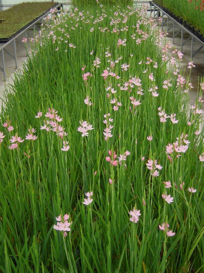   Van der Werf Waterplantenspecialist