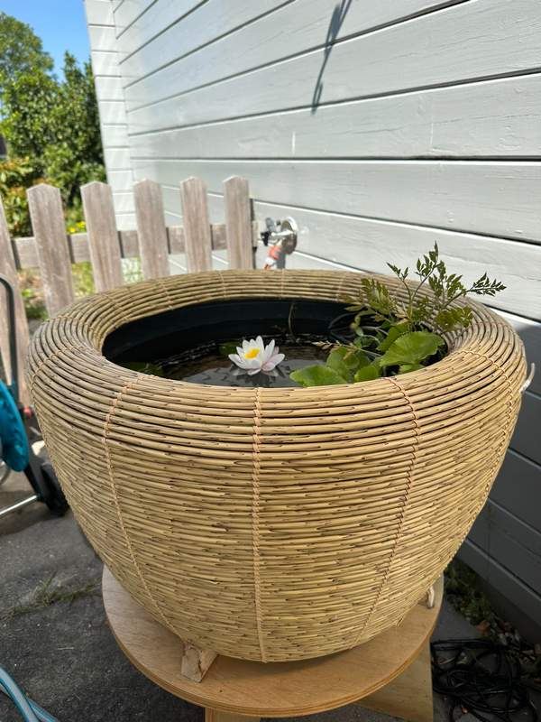 Terrasvijver Orbis met waterplanten,  -  Van der Werf Waterplantenspecialist