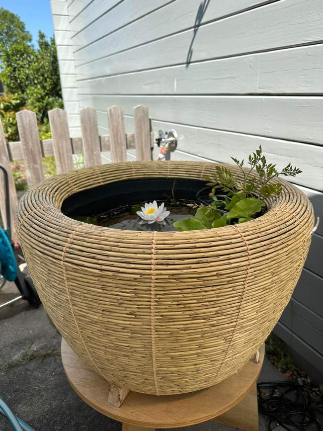 Terrasvijver Orbis met waterplanten  Van der Werf Waterplantenspecialist