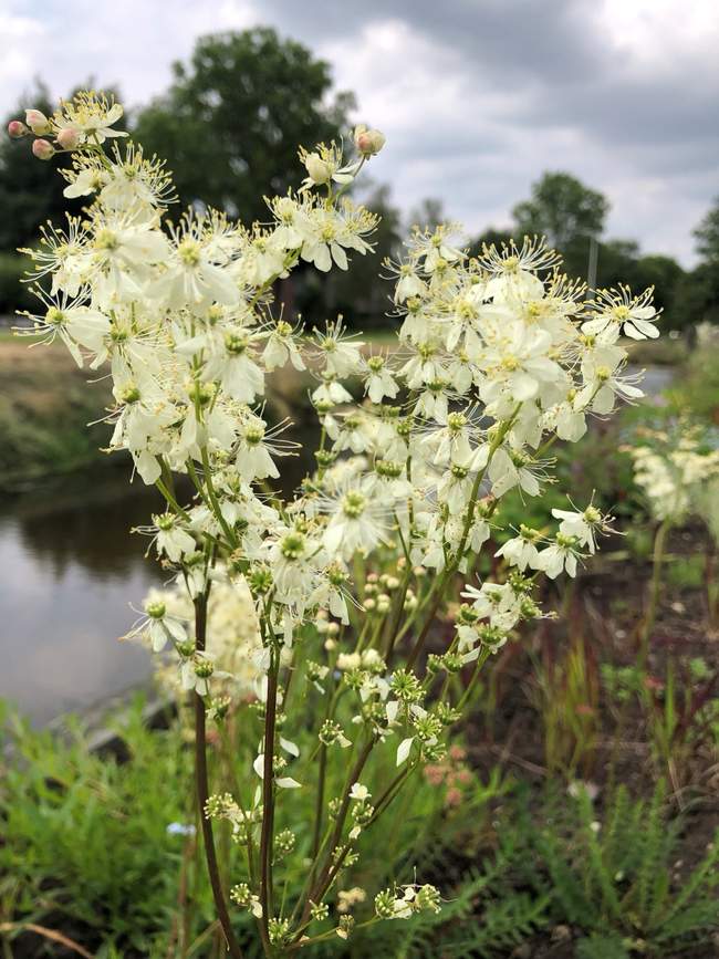 Knolspirea  Van der Werf Waterplantenspecialist