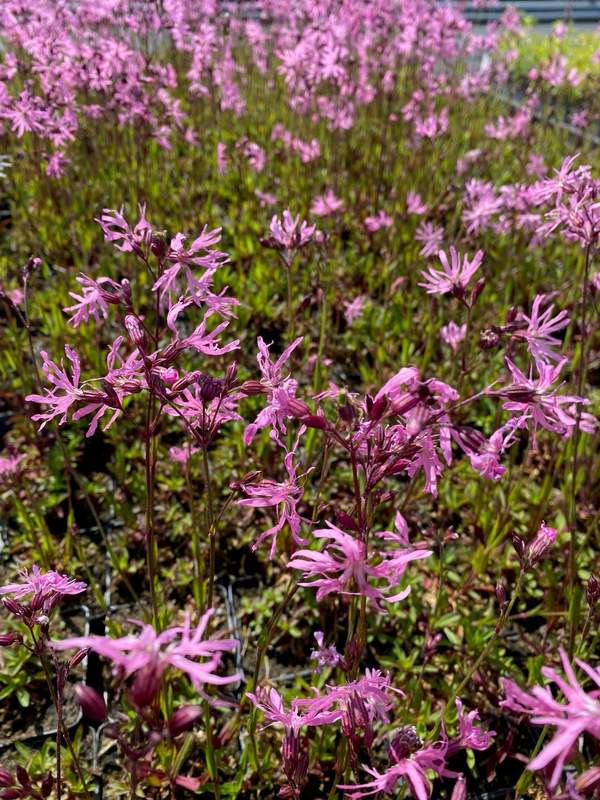 Echte koekoeksbloem, Silene flos-cuculi -  Van der Werf Waterplantenspecialist