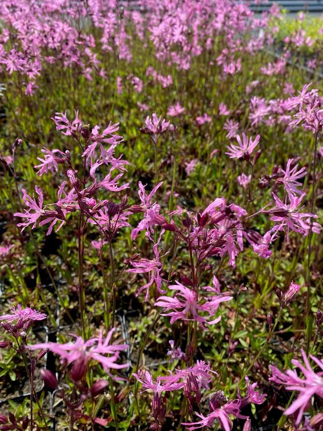 Echte koekoeksbloem  Van der Werf Waterplantenspecialist