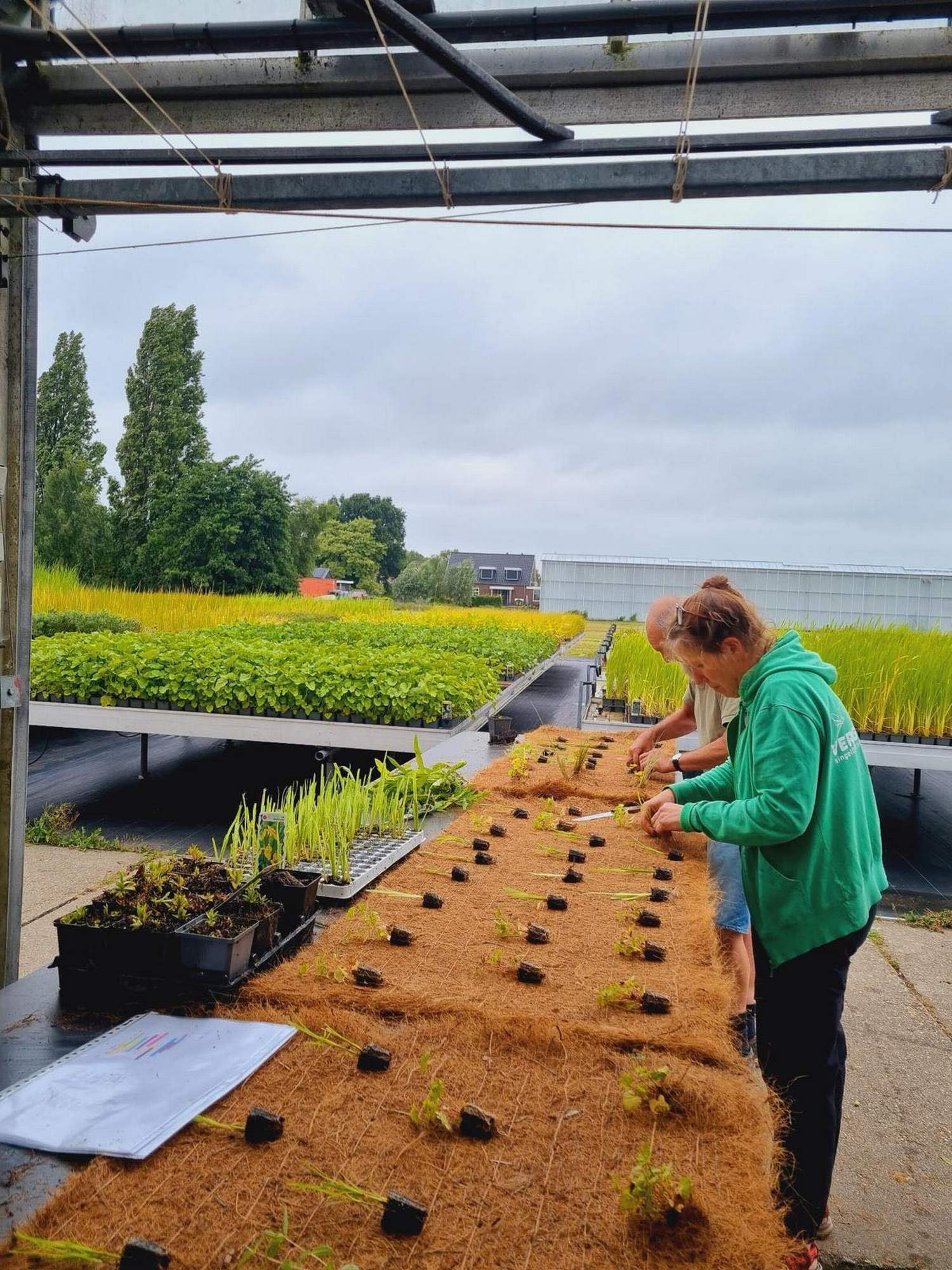   Van der Werf Waterplantenspecialist