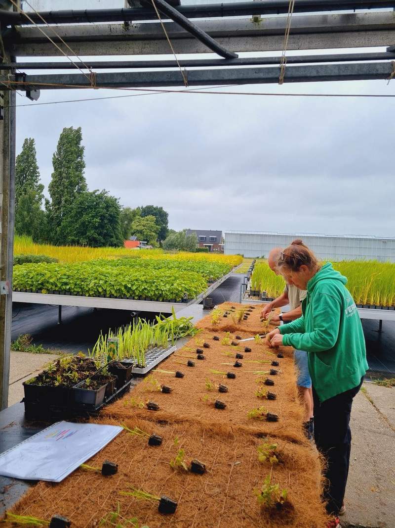 Voorbeplante kokosmatten: met zorg voorbereid in onze kwekerij  Van der Werf Waterplantenspecialist