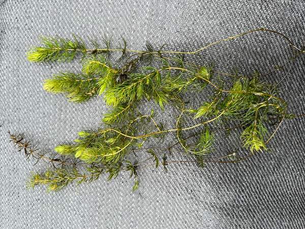 Grof Hoornblad, Ceratophyllum demersum -  Van der Werf Waterplantenspecialist