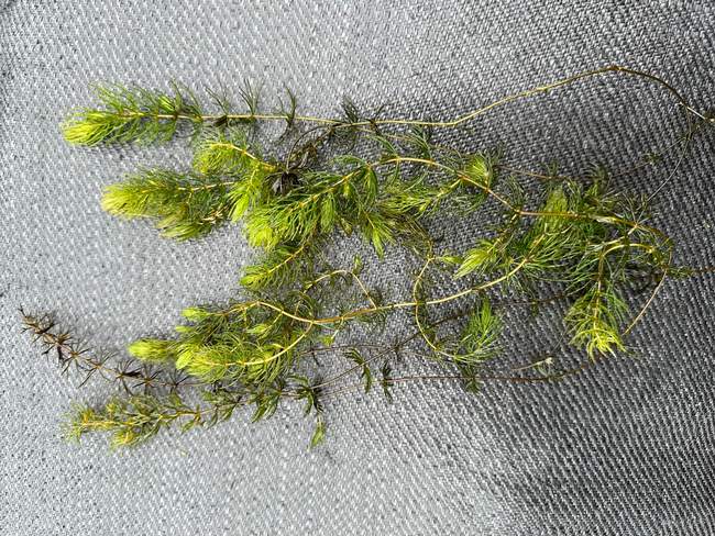 Grof Hoornblad  Van der Werf Waterplantenspecialist