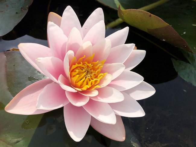 Roze Waterlelie 'Marliacea Rosea'  Van der Werf Waterplantenspecialist