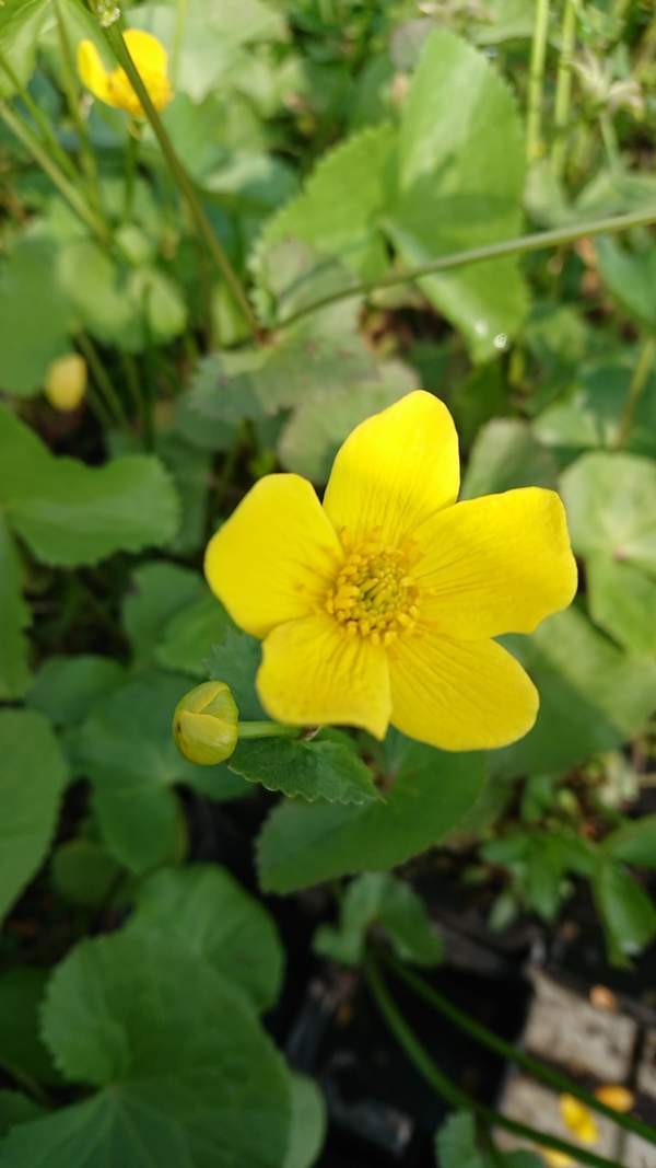 Gewone dotterbloem, Caltha palustris -  Van der Werf Waterplantenspecialist