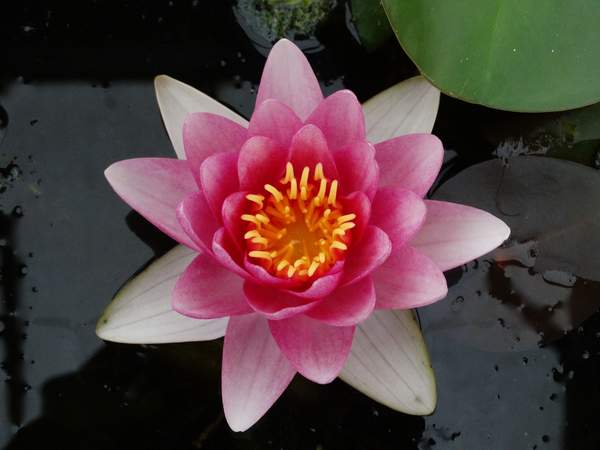 Rode Waterlelie 'Attraction', Nymphaea 'Attraction' -  Van der Werf Waterplantenspecialist