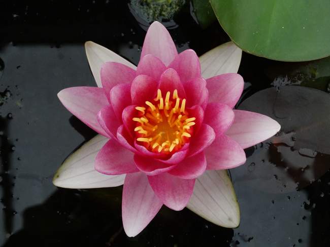 Rode Waterlelie 'Attraction'  Van der Werf Waterplantenspecialist