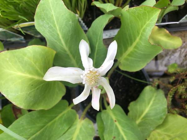 Wateranemoon, Anemopsis californica -  Van der Werf Waterplantenspecialist