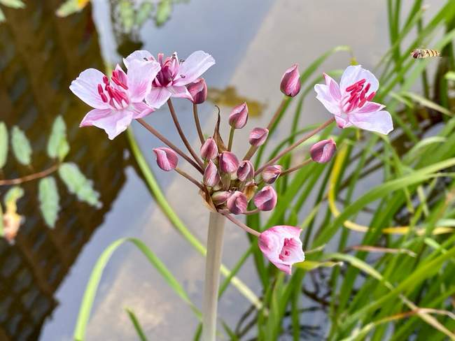 Zwanebloem  Van der Werf Waterplantenspecialist