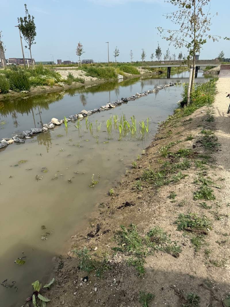 Aanleg van een natuurvriendelijke oever in nieuwbouwwijk Bergschenhoek  Van der Werf Waterplantenspecialist