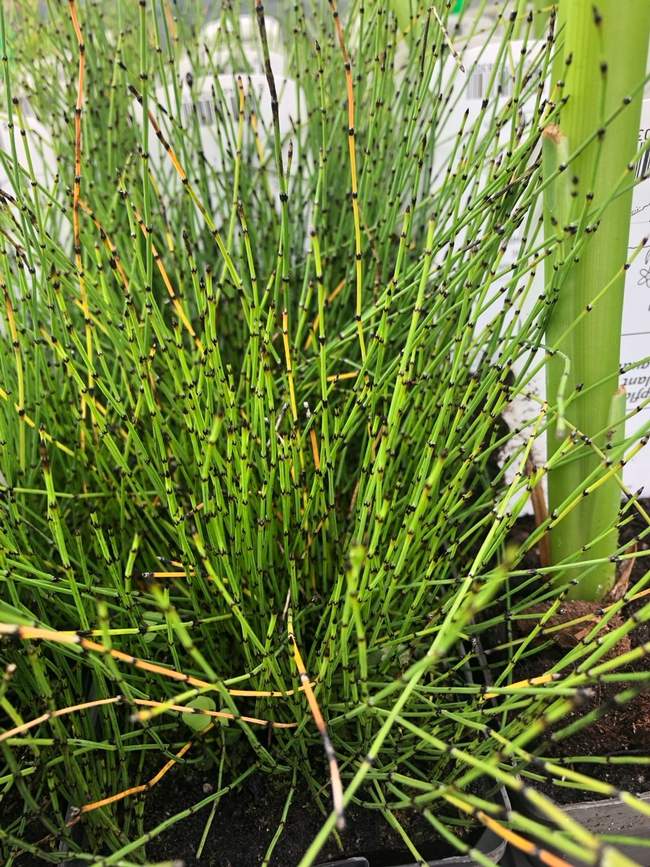 Dwergholpijp  Van der Werf Waterplantenspecialist