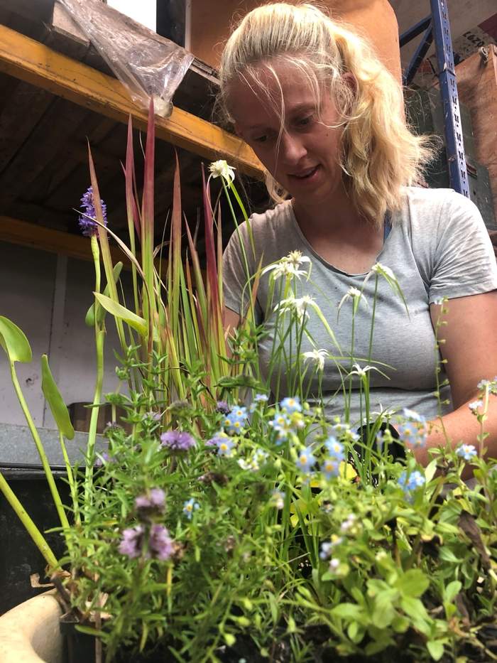   Van der Werf Waterplantenspecialist
