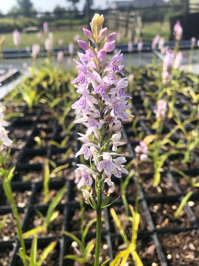 Gevlekte Orchis  Van der Werf Waterplantenspecialist