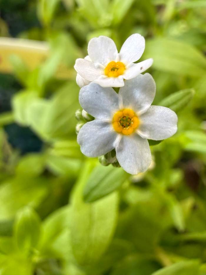   Van der Werf Waterplantenspecialist
