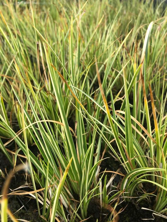Bonte mini kalmoes  Van der Werf Waterplantenspecialist