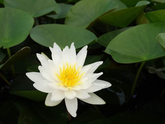 Witte Waterlelie  Van der Werf Waterplantenspecialist