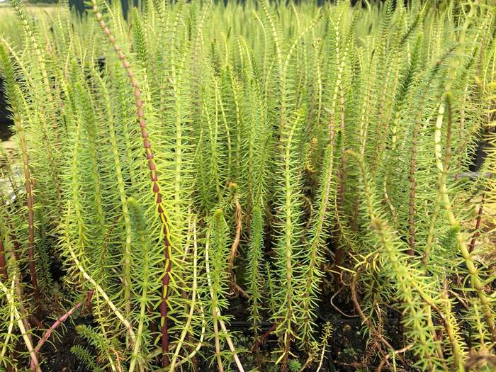   Van der Werf Waterplantenspecialist