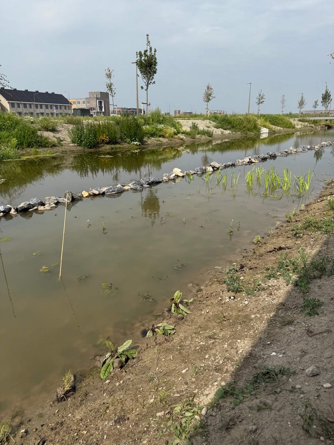 Aanleg van een natuurvriendelijke oever in nieuwbouwwijk Bergschenhoek  Van der Werf Waterplantenspecialist