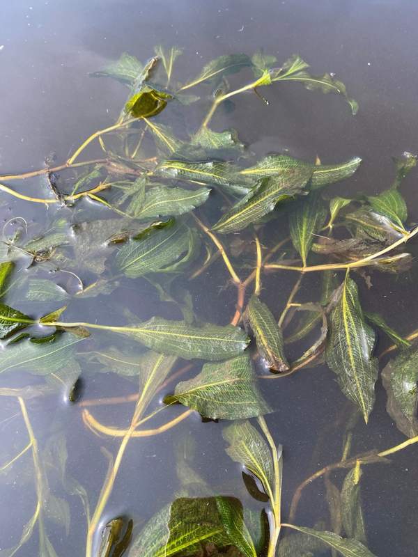 Glanzend Fonteinkruid, Potamogeton lucens -  Van der Werf Waterplantenspecialist