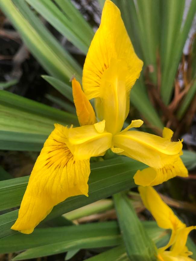 Gele lis  Van der Werf Waterplantenspecialist