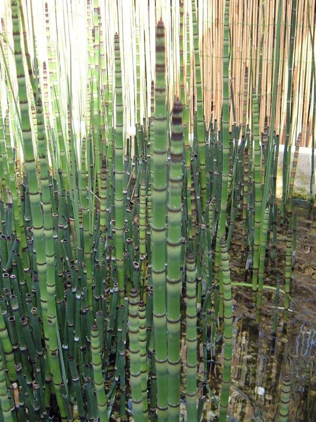 Japanse Holpijp  Van der Werf Waterplantenspecialist