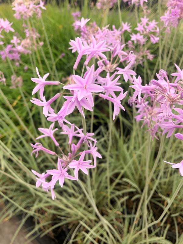 Bonte Kaapse Knoflook, Tulbaghia violacea 'Variegata' -  Van der Werf Waterplantenspecialist