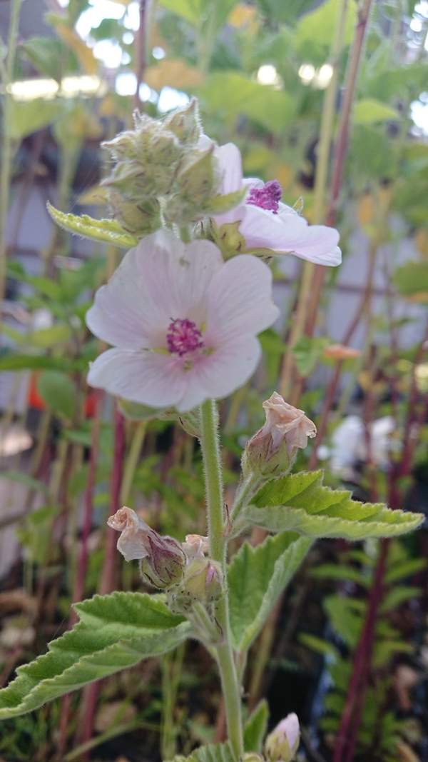 Echte heemst, Althaea officinalis -  Van der Werf Waterplantenspecialist