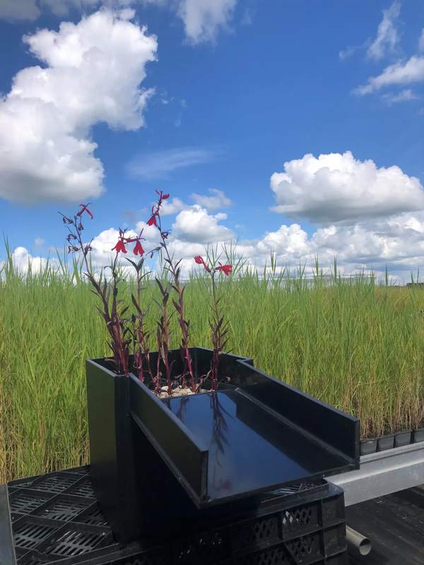 Helofytenfilter met watervaluitloop,  -  Van der Werf Waterplantenspecialist