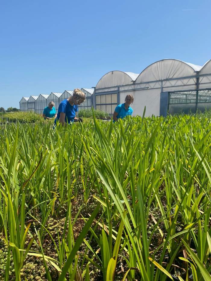   Van der Werf Waterplantenspecialist