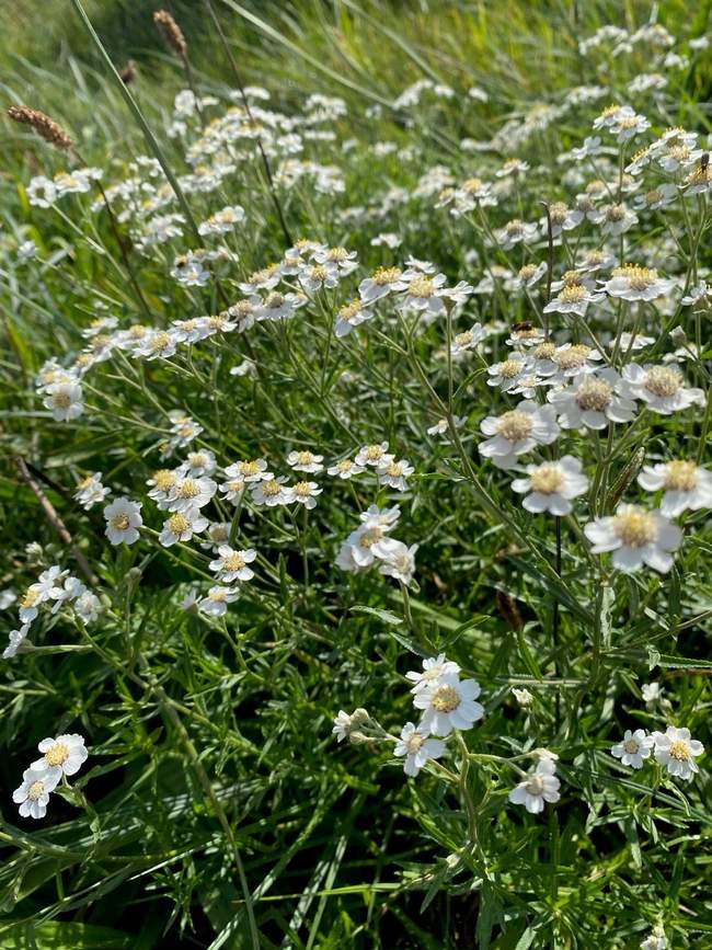Wilde Bertram  Van der Werf Waterplantenspecialist