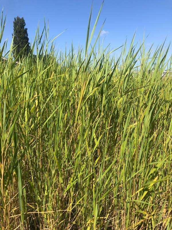 Riet, Phragmites australis -  Van der Werf Waterplantenspecialist