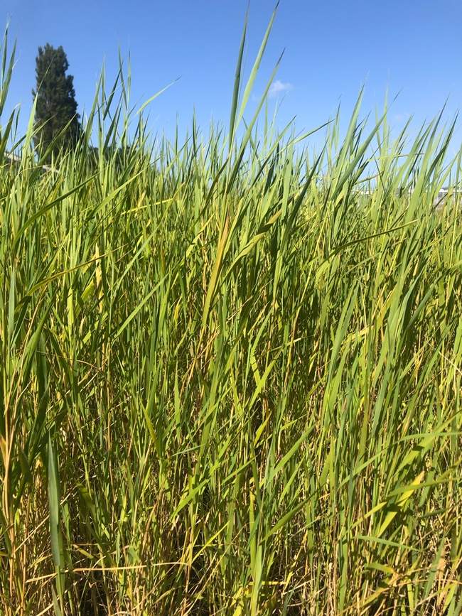 Riet  Van der Werf Waterplantenspecialist