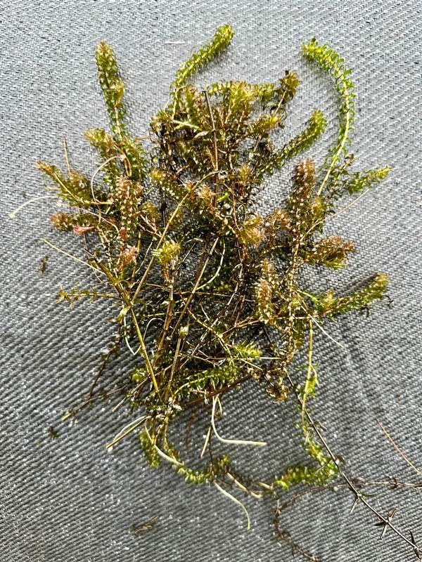 Brede Waterpest, Elodea canadensis -  Van der Werf Waterplantenspecialist