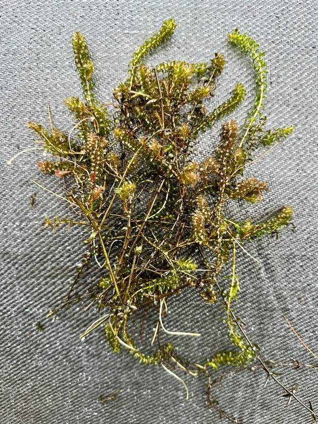 Brede Waterpest  Van der Werf Waterplantenspecialist