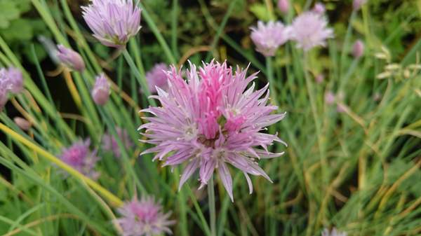 Moeraslook, Allium palustris -  Van der Werf Waterplantenspecialist