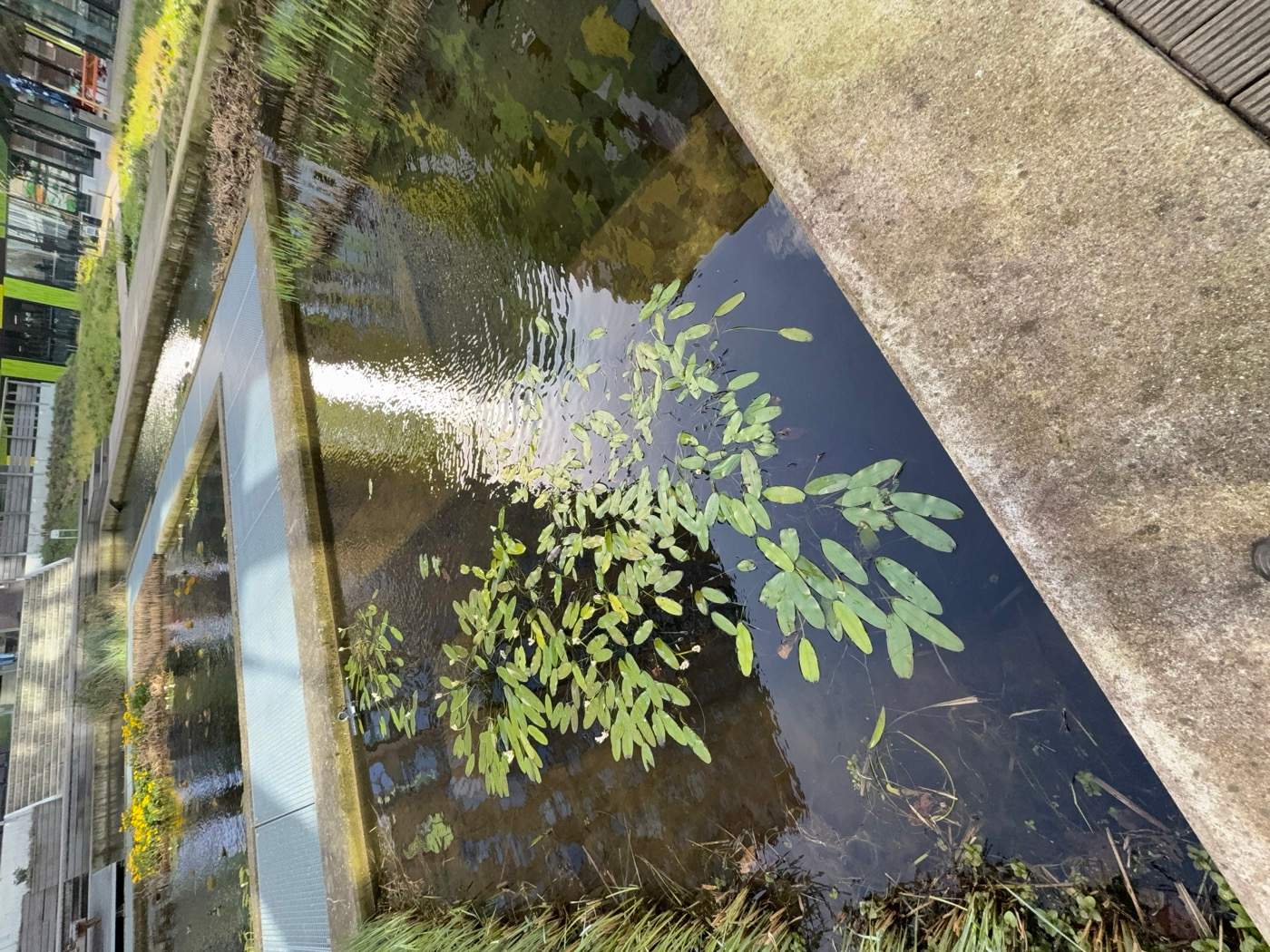 Onderhoud Bunkervijver in Utrecht  Van der Werf Waterplantenspecialist