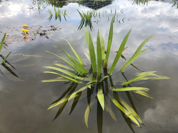 Krabbescheer, Stratiotes aloides -  Van der Werf Waterplantenspecialist