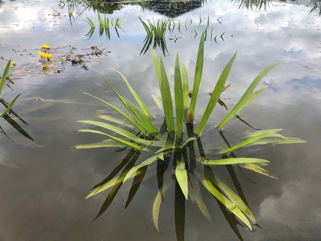 Krabbescheer  Van der Werf Waterplantenspecialist